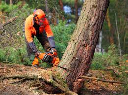 How Our Tree Care Process Works  in  Nokesville, VA