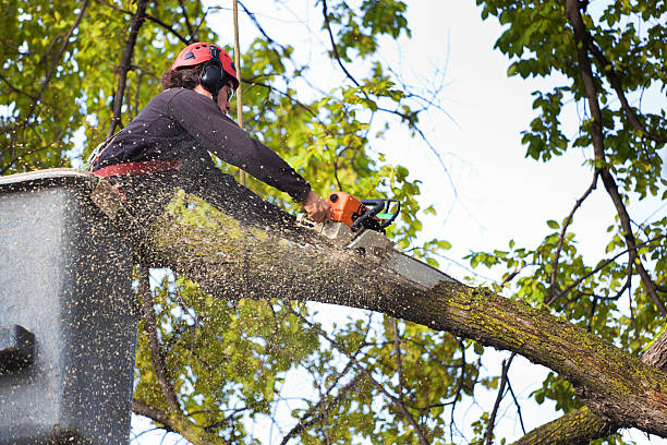 Trusted Nokesville, VA Tree Removal Services Experts