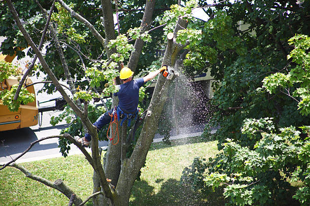 Mulching Services in Nokesville, VA